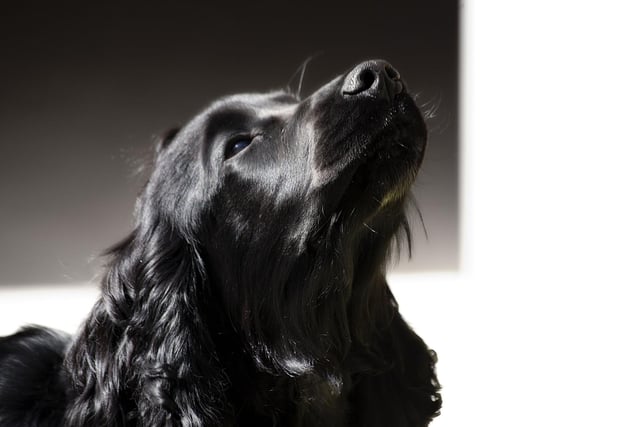 Never one to go with the crowd, the Cocker Spaniel likes the DIY sounds of garage rock.