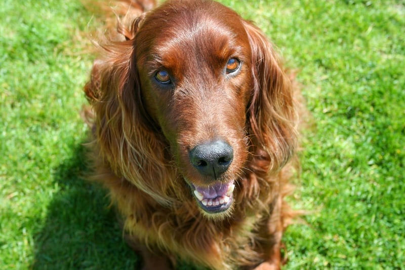 With their glossy auburn coat, it's not hard to see why the Irish Setter is a favourite amongst gundogs. They are excellent companions due to their enthusiastic and affectionate nature, though they could be a little boisterous around small children. Irish Setters need long walks and exercise or they will become bored and hyperactive, and care should be taken on training their recall when off lead.