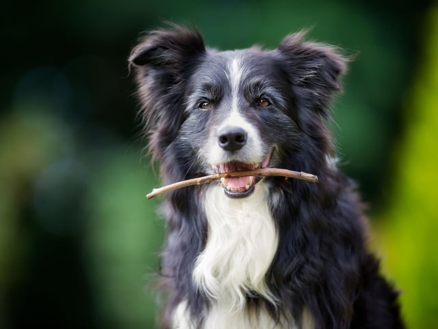 The Border Collie is the undisputed top dog when it comes to intelligence. Commonly utilised to herd sheep, that's just the tip of the iceberg when it comes to their intellect. They can learn a huge number of words and commands, and can turn their paw to a wide range of jobs and tasks.