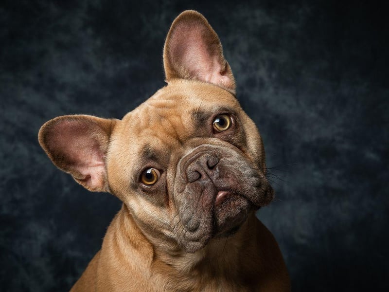 There's no doubting the top dog when it comes to increasing popularity. There were only 185 French Bulldogs registered in Britain in 1997 and now there are over 40,000 - an amazing increase of 21,125 per cent.
