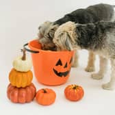 Mollie Kerr of Kelp Social shares ways to keep animals happy and safe this Halloween - Animal News Agency