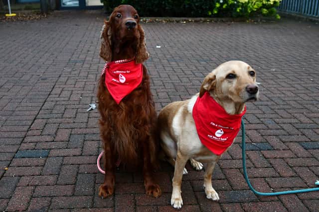 Blood donor dogs Jeffrey and Truffs. Picture: Michael Gillen