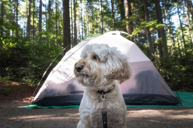 Being organised and writing a list will help make sure you have everything you need for a seamless holiday. Remembering your dog’s favourite toy might make all the difference to how they settle in and enjoy the trip.