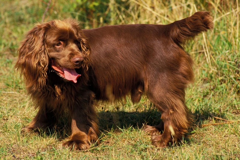 Known for their clownish and energetic temperament, the Sussex Spaniel is one of a number of at-risk UK spaniels. There were just 44 registrations in 2020, and no more than 74 registrations in each of the last 10 years.