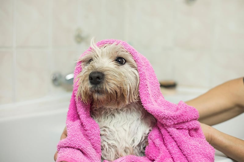 If your dog is about to shake off all the bath water, before you have had a chance to wipe them down with a towel, simply hold the back of the neck and apply a small amount of pressure. This makes it impossible for them to shake their head, however their tail may shake a little.