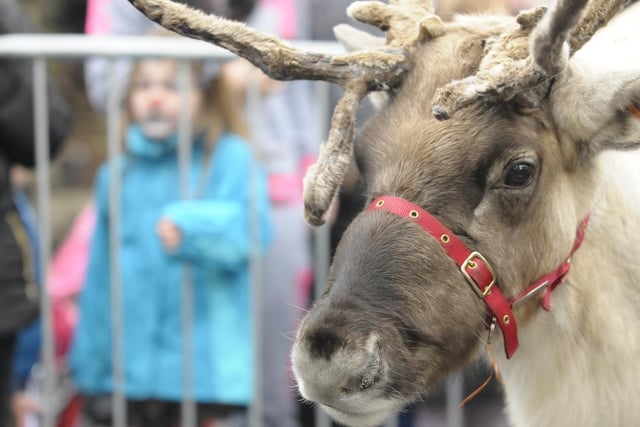 Santa's reindeer proved very popular.
