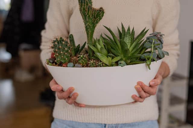Plants can boost your mood (photo: Adobe)