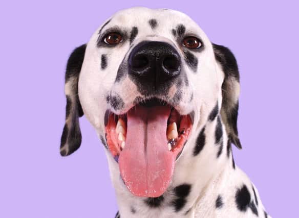 How much do you know about the adorable and spotty Dalmatian breed of dog?