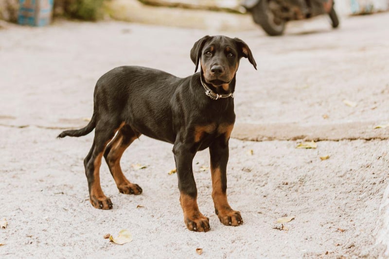 Many people are surprised to hear that the Doberman Pinscher isn't particularly tolerant to the cold - particularly since they can take pretty much anything else in their stride.