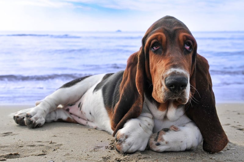 The Basset Hound is so lazy it can be hard to persuade them to expend the energy to go outside. Gentle coaxing is the preferred method, as getting angry with a sensitive Basset will just make matters worse.