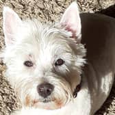 Angus the West Highland White Terrier went missing at The Kelpies, Falkirk on Saturday morning. Contributed.