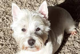 Angus the West Highland White Terrier went missing at The Kelpies, Falkirk on Saturday morning. Contributed.