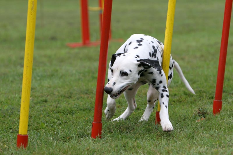While the popular image of the Dalmatian is of a white dog with black spots (made famous in the series of Disney '101 Dalmatians' films), the breeds spots can also be liver-colored, brindle, blue, orange, or lemon.