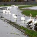 Residents have been complaining about the flooded public park bringing flocks of Swans to the area (Picture: Michael Gillen, National World)