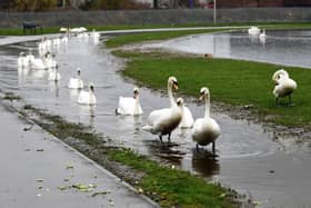 Residents have been complaining about the flooded public park bringing flocks of Swans to the area (Picture: Michael Gillen, National World)