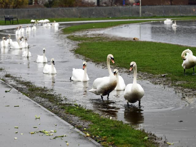 Residents have been complaining about the flooded public park bringing flocks of Swans to the area (Picture: Michael Gillen, National World)