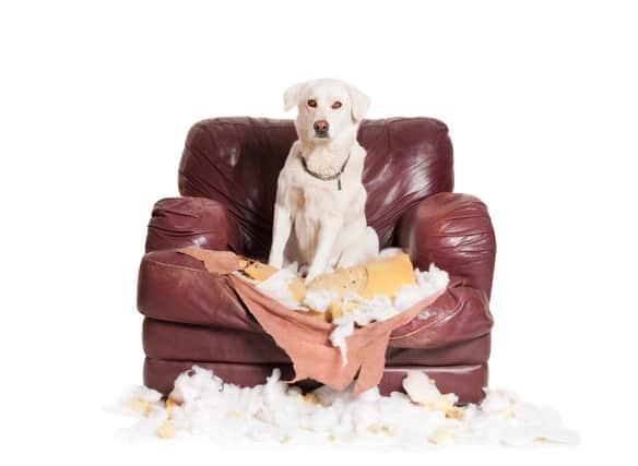 Be prepared for some collateral damage if you welcome one of these dog breeds into your home.
