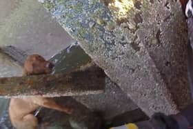 Callie, a red fox labrador, was found perched on a rock under a jetty after falling from a 3m sea wall near the former Cockenzie power station.  (Pic: RNLI)