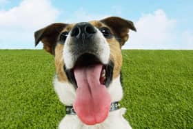 A few simple tips can help your dog stay cool and safe over summer.