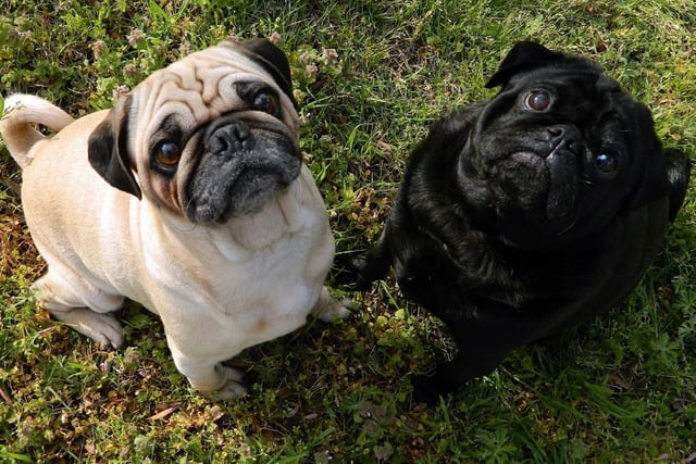 While a Pug has never been named Best in Show at Crufts, the beed has been triumphant in the American equivalent - the Westminster Kennel Club Dog Show. A Pug named Dhandys Favorite Woodchuck was named top dog in 1981.