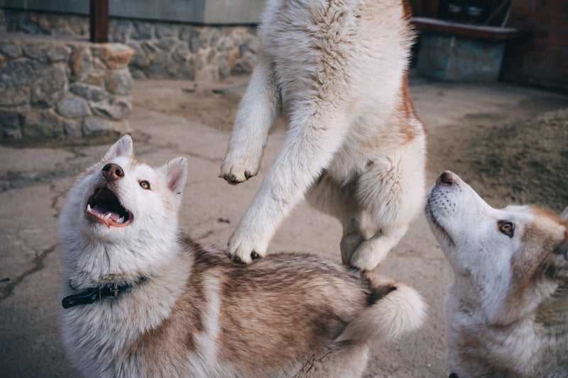 The Siberian Husky is a dog that can be relatively calm if they get plenty of exercise. If they don't get enough physical stimulation though they are prone to destructive behaviour, or even running away.