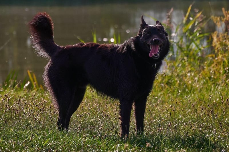 You are unlikely to bump into the rare Japanese Kai Ken dog breed in the UK, but if you did it would have immaculate toilet ettiquette. This breed learns commands quickly and loves to be praised for following them.