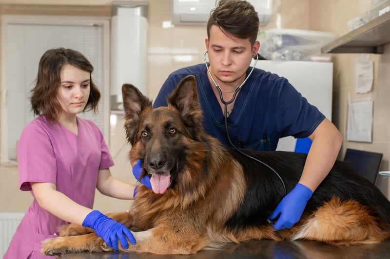 Larger dogs are most likely to develop hip dysplasia, with the German Shepherd being a case in point. They are most likely to suffer from the condition later in life, at around the age of seven.