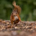 Kirkcudbright Squirrel by Falkirk Camera Club member Janet Hoggan.