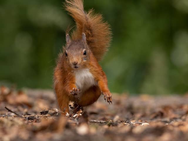 Kirkcudbright Squirrel by Falkirk Camera Club member Janet Hoggan.