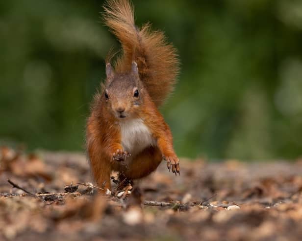 Kirkcudbright Squirrel by Falkirk Camera Club member Janet Hoggan.