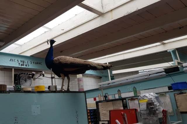 A peacock wandered into a Laurieston firm's workshop. Contributed.