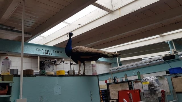 A peacock wandered into a Laurieston firm's workshop. Contributed.