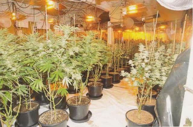 Stock photo of a cannabis farm.