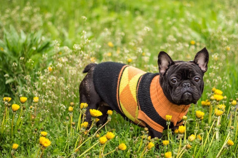 French Bulldogs would really rather spend the winter inside with you as their short coat is fairly useless in the cold. Keep your walks short and have blanket ready for your pup's arrival home.