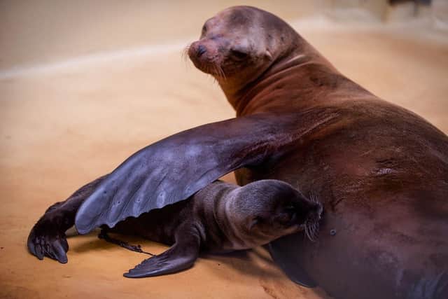 California sea lion pup Otis is the first of his kind to be born in Scotland in decades.  (Pic: Dave Warren)