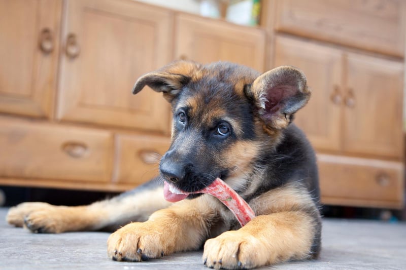 Equally popular as a guard dog, police dog, army dog or family pet, 8,568 courageous and loyal German Shepherds were registered with the Kennel Club in 2021.