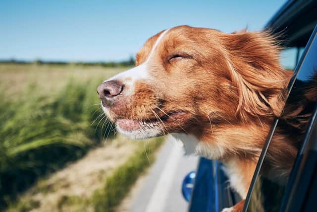 A dog with its head out of the car window may look adorable - but it could land you with a fine.