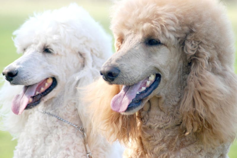 The average Poodle will cost £19,233 over its lifetime - that's £121 a month.