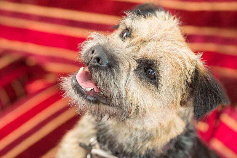 Another small dog popular over lockdown, the Border Terrier, named after the area from which it originates on the border between England and Scotland, had 4,587 new registrations in 2020.