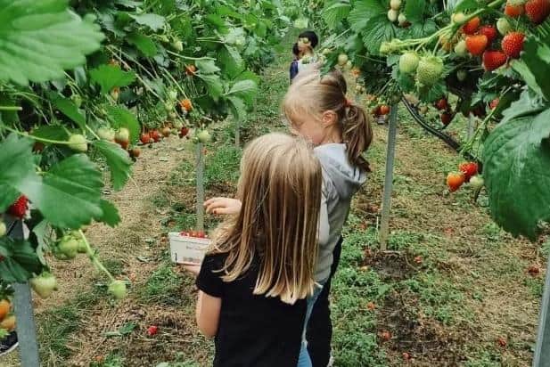 Pick your own at Craigie's for some summer family fun.