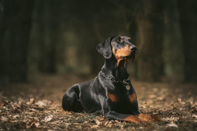 Four titles have also gone to the powerful Doberman Pinscher.