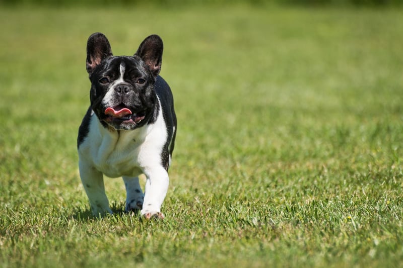 French Bulldogs are ranked a lowly 109th in Stanley Coren's groundbreaking academic work 'The Intelligence of Dogs'. There have been dogs who have bucked this trend though - the owners of a French Bulldog named Princess Jacqueline in the 1930s claimed their pet could 'speak' 20 different words.