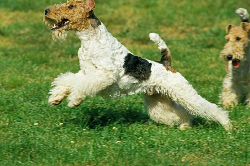 As their name suggests, the Fox Terrier was bred to flush out foxes during hunts. They may now most commonly be kept as pets but they retain the excitable and active nature that made them so good in their former job.