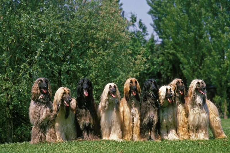 The gorgeous Afghan Hound is the supermodel of the dog world - and just as aloof as a millionaire catwalk star. In short, they think they own their human.