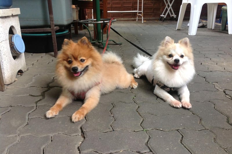The Pomeranian is named after the Pomerania region of Central Europe where it was developed -  in modern times it straddles parts of north-west Poland and north-east Germany.