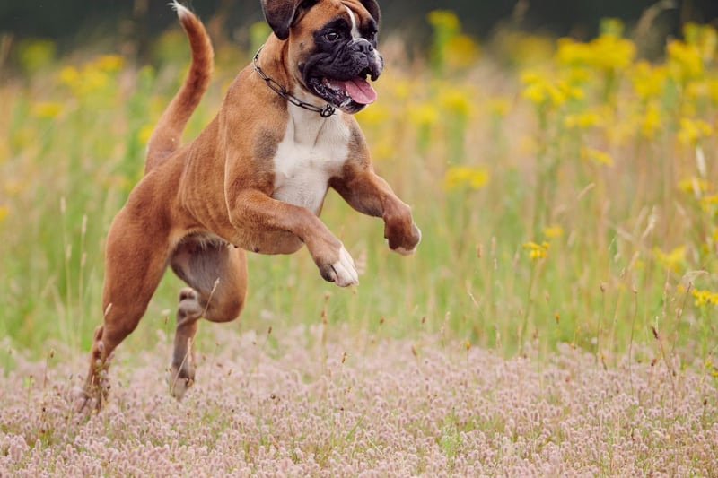 Another dog breed commonly allergic to wheat in food, the Boxer can also come out in rashes due to contact with a wide range of weeds and trees. Best keep an eye on what is growing in your garden if your pet has problems.