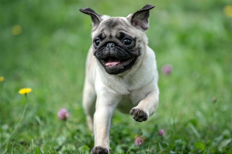 The Pug is another dog that may ignore its housebreaking training when it suits them. These diminutive characters hate the cold and wet weather, so may unilaterally decide to avoid it entirely.