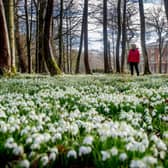 There's no shortage of places all over Scotland where you can enjoy the sight of hundreds of blooming snowdrops.