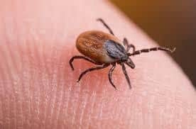 A new campaign has been launched to raises awareness of tick bites and the symptoms of Lyme disease