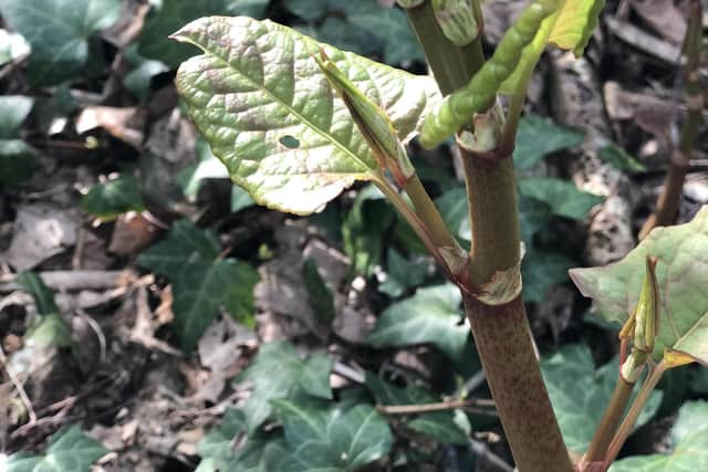 Japanese Knotweed